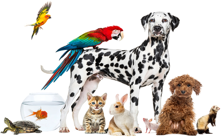 Animais